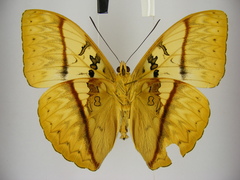 Cymothoe reinholdi vitalis