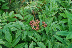 Sorbus sambucifolia