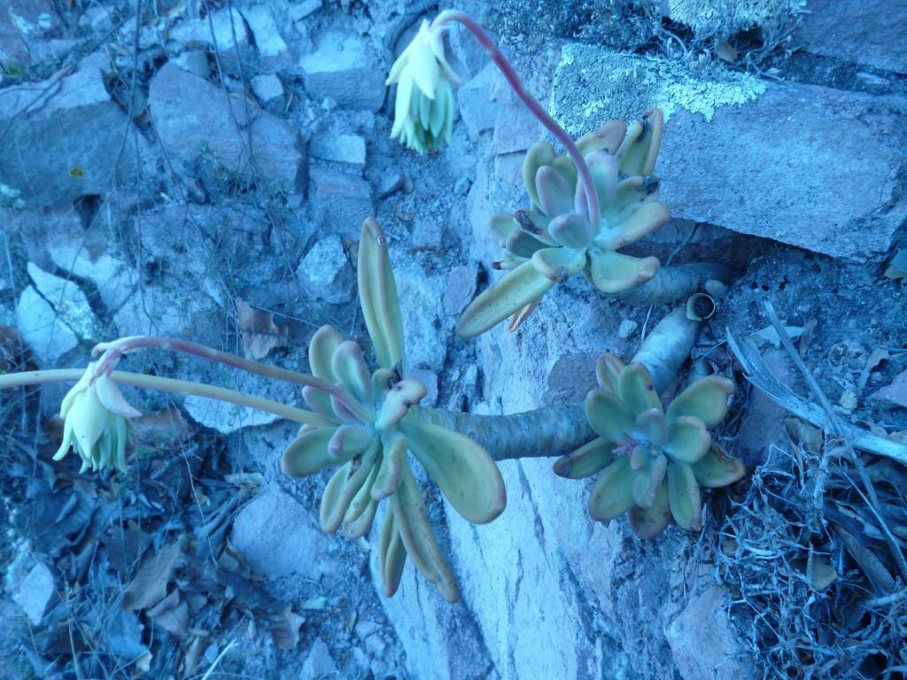 Imagem de Pachyphytum