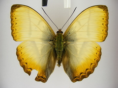 Cymothoe reinholdi vitalis