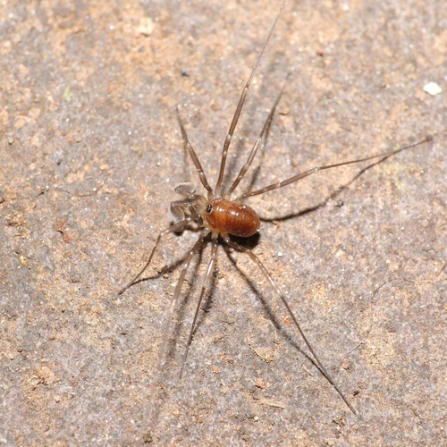 Sabacon viscayanus