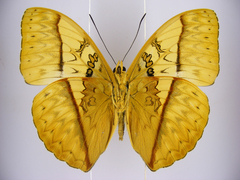 Cymothoe reinholdi vitalis
