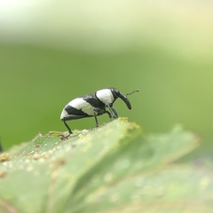 Peridinetus cretaceus