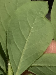 Rhododendron pilosum