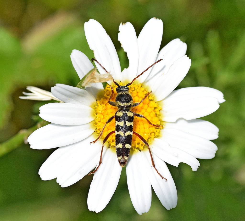 Echinocerus floralis