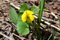 Viola uniflora