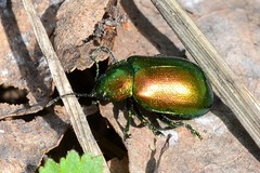 Oreina sulcata basilea