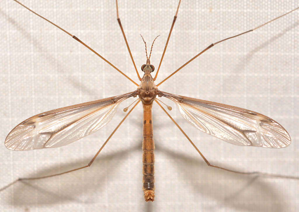 Tipula tricolor