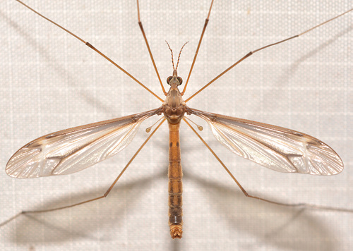 Tipula tricolor Fabricius, 1775