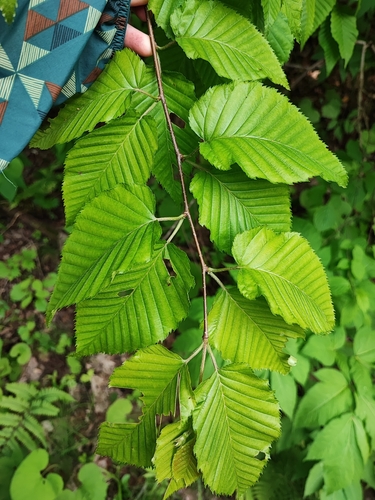 Betula grossa observed 2024-05-26