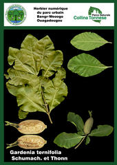 Gardenia ternifolia