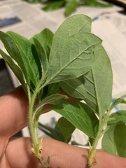 Rhododendron pilosum