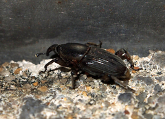 Cosmopolites sordidus
