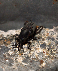 Cosmopolites sordidus