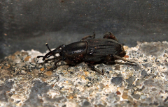 Cosmopolites sordidus