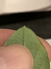 Rhododendron pilosum