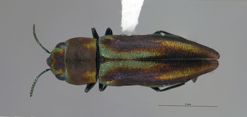 Metallic Green Jewel Beetle