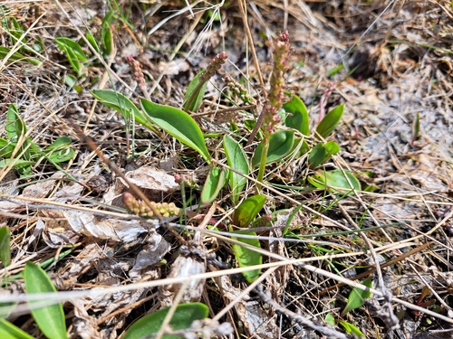 Image of Plantago eriopoda by (c) Syd Cannings, some rights reserved (CC BY)