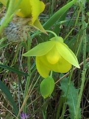Calochortus pulchellus