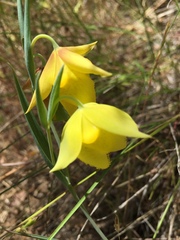 Calochortus pulchellus