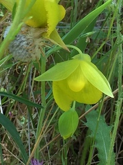 Calochortus pulchellus