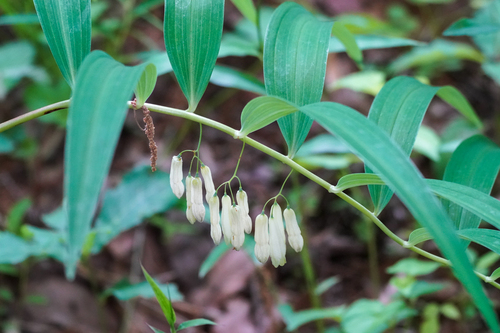 Polygonatum falcatum, photograph 6
