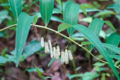 Polygonatum falcatum, photograph (c) WATANABE Hitoshi 渡辺仁, some rights reserved (CC BY)