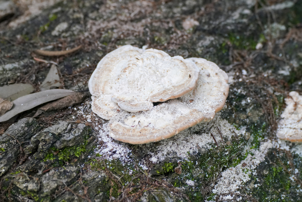 Trametes orientalis · May 2024 · photo: © tbc_watanabe (iNaturalist, cc-by)