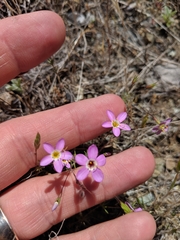 Leptosiphon ambiguus