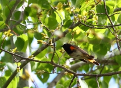 Setophaga ruticilla image