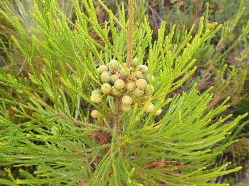 Image of Berzelia intermedia by (c) Nicola van Berkel, some rights reserved (CC BY-SA)
