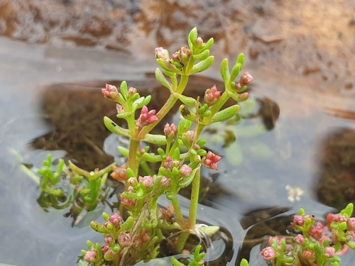 Crassula vaillantii