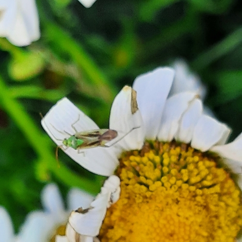 Potato Mirid photo 5