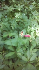 Spigelia marilandica