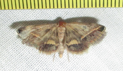 Acantholipes