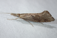 Euceratia securella