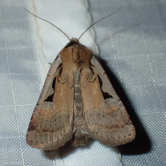 Parabagrotis formalis