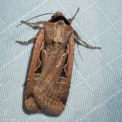 Parabagrotis formalis