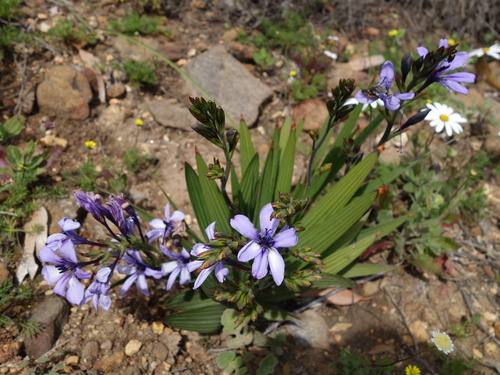 Image of Babiana fragrans by (c) Tammy, some rights reserved (CC BY-SA)