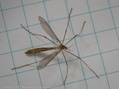 Cylindrotoma distinctissima