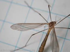 Cylindrotoma distinctissima