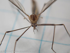 Cylindrotoma distinctissima