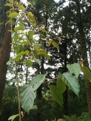 Actinidia rufa