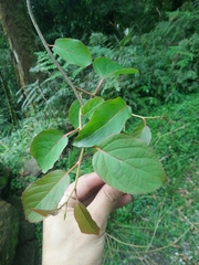 Actinidia rufa