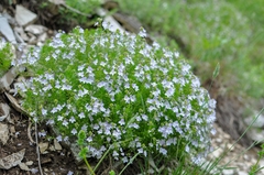 Veronica filifolia