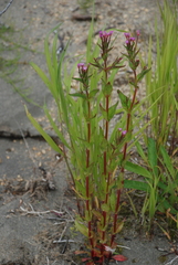 Epilobium glandulosum