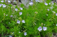 Veronica filifolia