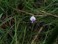 Utricularia livida