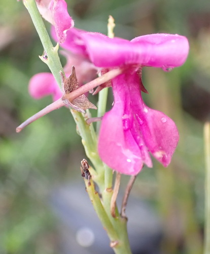 Image of Indigofera filifolia by (c) Nicola van Berkel, some rights reserved (CC BY-SA)