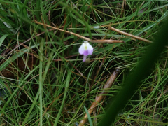 Utricularia livida